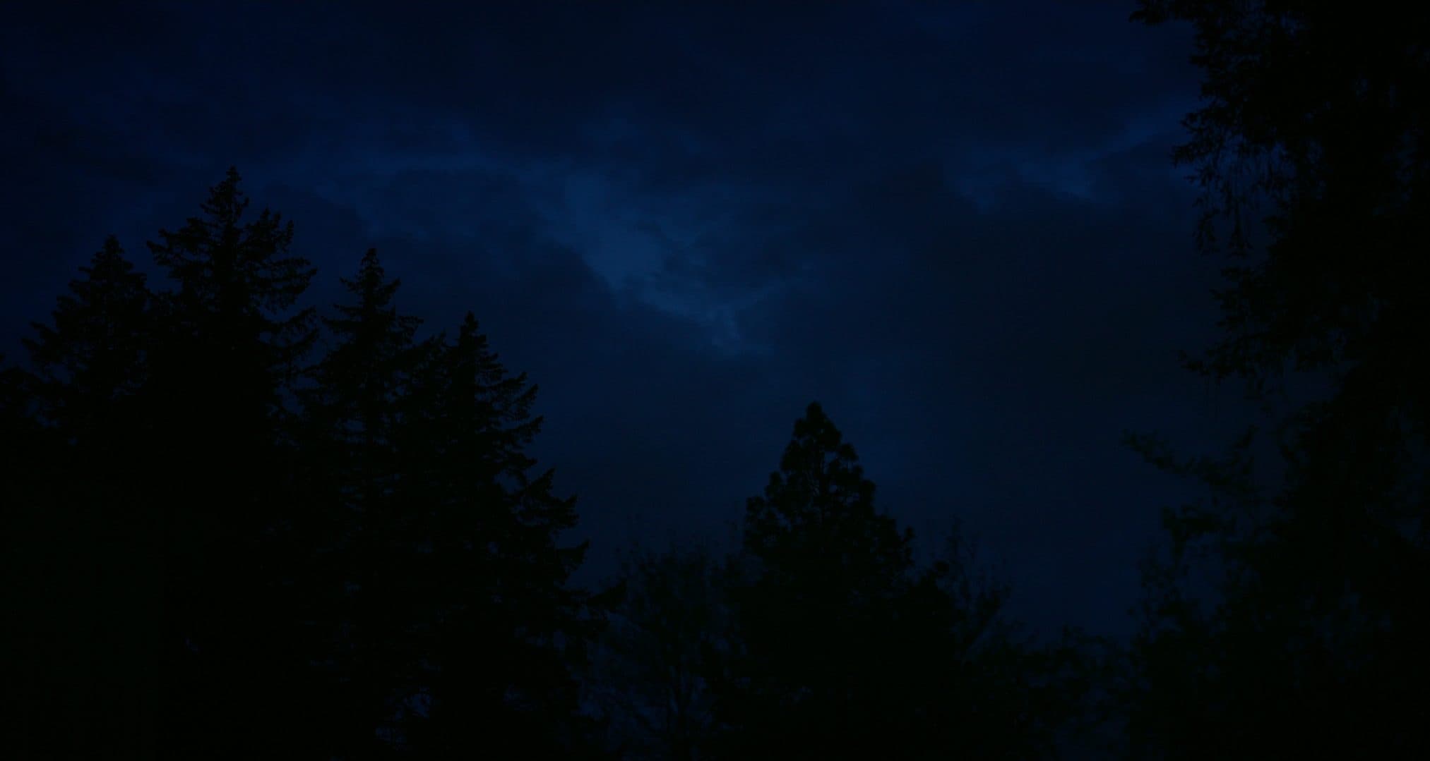 Night treeline