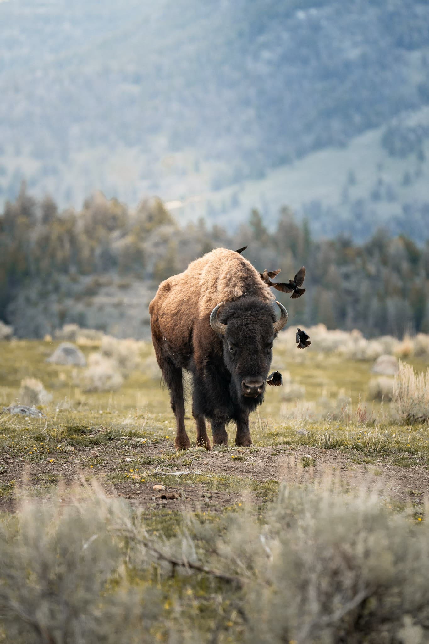 The Attendants, Yellowstone