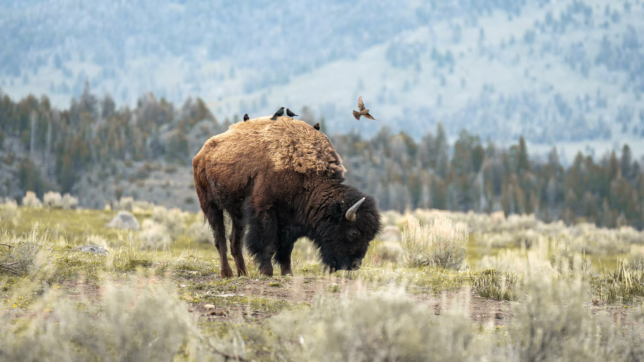 Grazing, Lamar Valley